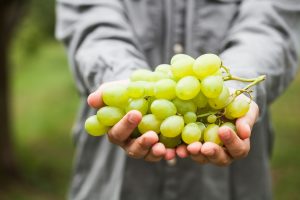 tours privados en la región de Champaña Francia