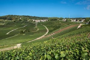 Paseos por los viñedos de Hautvillers Champagne
